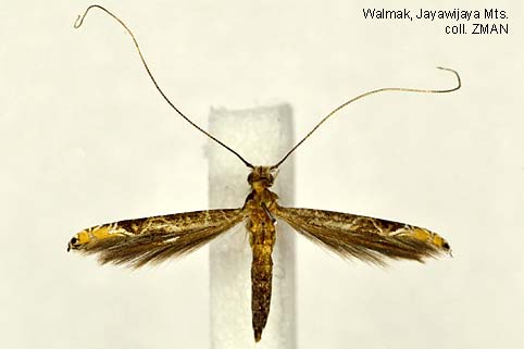 Papua Insects Foundation (Lepidoptera/Gracillariidae/Conopomorpha ...